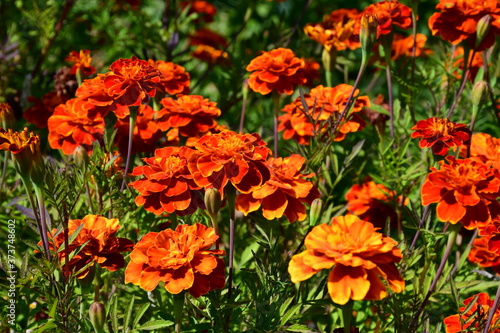 Blooming marigolds on a flower bed on a sunny day. © Olga