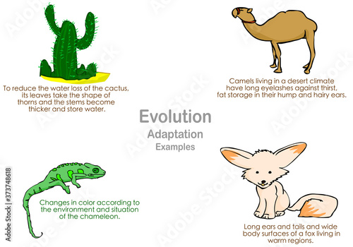 Evolution, adaptation samples. Annotated Animal set. Harmony. Cactus, Chameleon, Camel, dessert fox. Natural selection. With explanations, Genetic inheritance. Biology lesson illustration vector