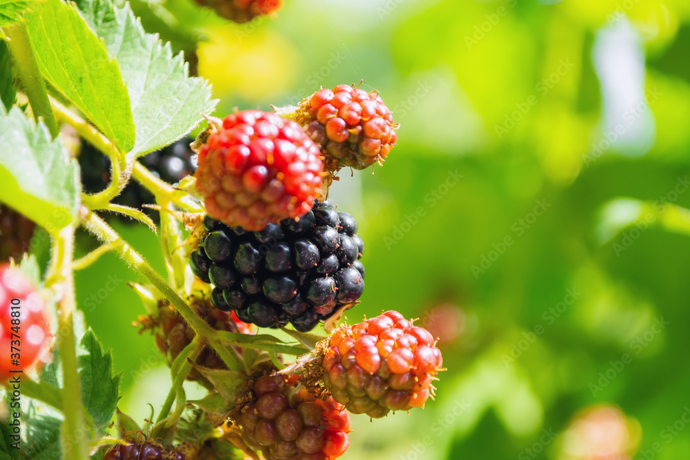 black and red blackberries ripen on the bush black and red blackberries ripen on the bush