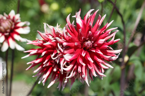 Shallow focus shoot of beautiful red dahilas photo