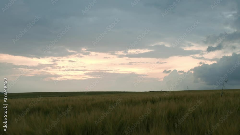 Beautiful background of horizon of cloudy sky and green barley field Beautiful background of horizon of cloudy sky and green barley field