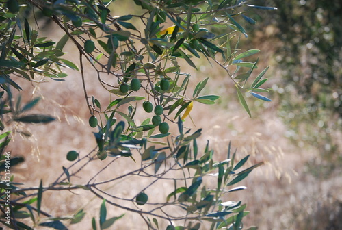 Close up of Olive Tree