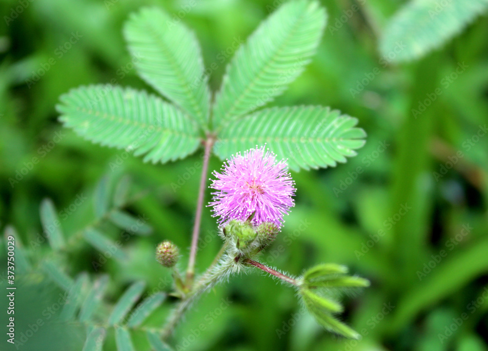 flower of a clover flower of a clover