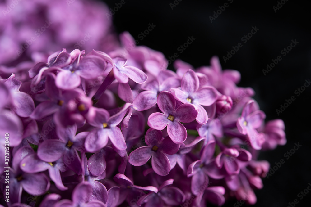 Blossom white and purple lilac close up isolated on the black background. Blossom white and purple lilac close up isolated on the black background.