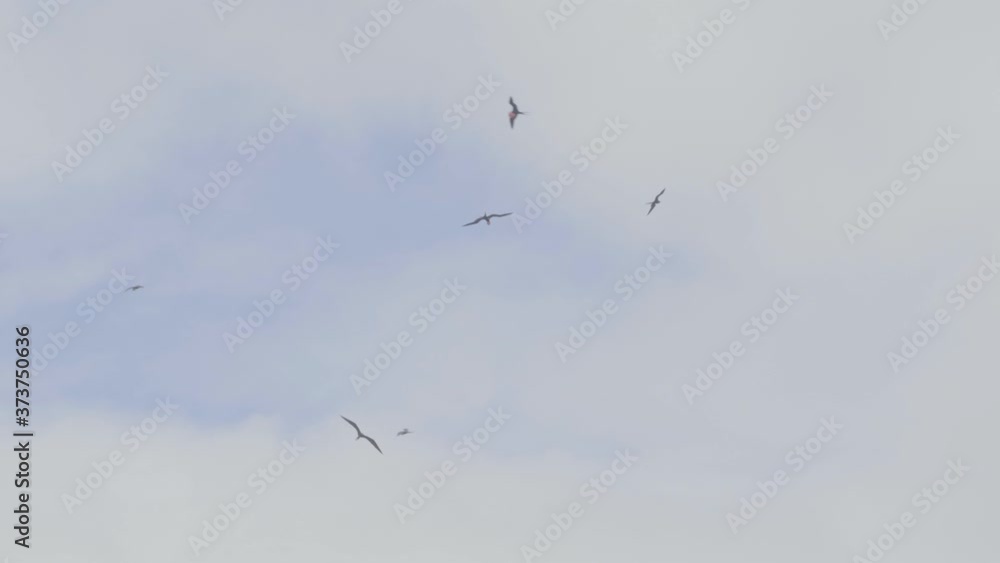 A group of black birds are flying together on the blue and cloudy skies of the Galapagos islands. A group of black birds are flying together on the blue and cloudy skies of the Galapagos islands.