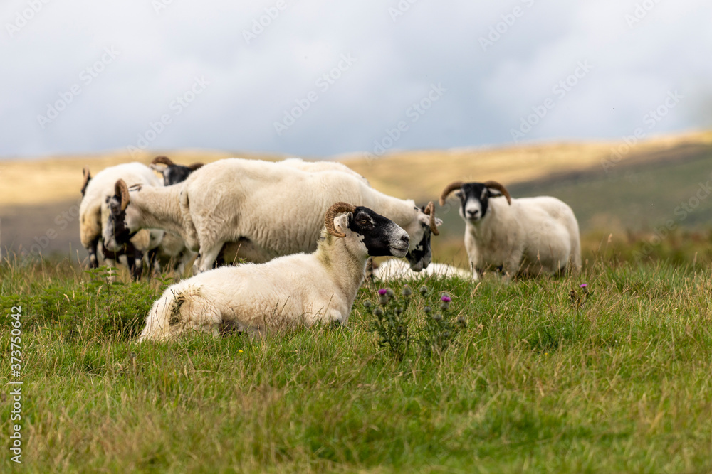 Obraz premium Grazing Sheep in Scottish Highlands