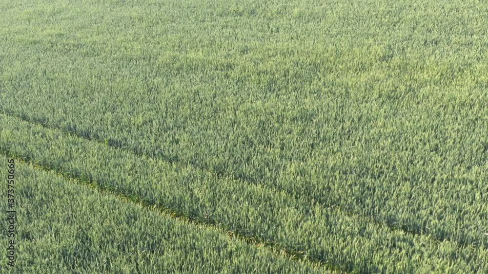 Wheat field crop after being sprayed 4K drone footage Wheat field crop after being sprayed 4K drone footage