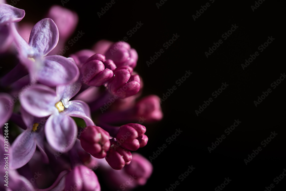 Blossom white and purple lilac close up isolated on the black background. Blossom white and purple lilac close up isolated on the black background.