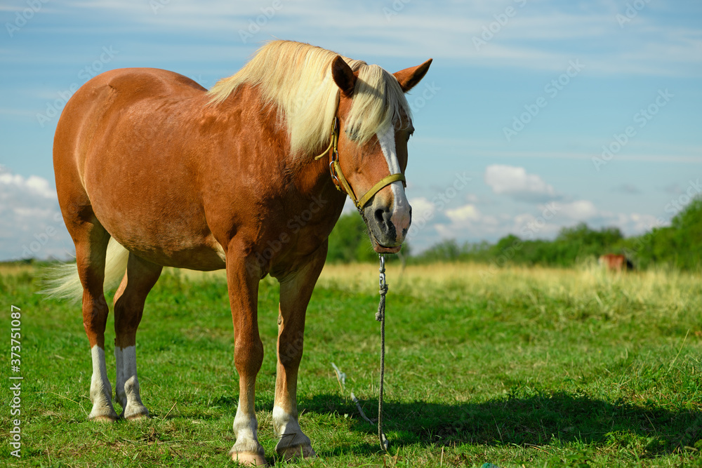 Fototapeta premium One old red horse is sleeping on the pasture. The adult mare is standing in the grassland.