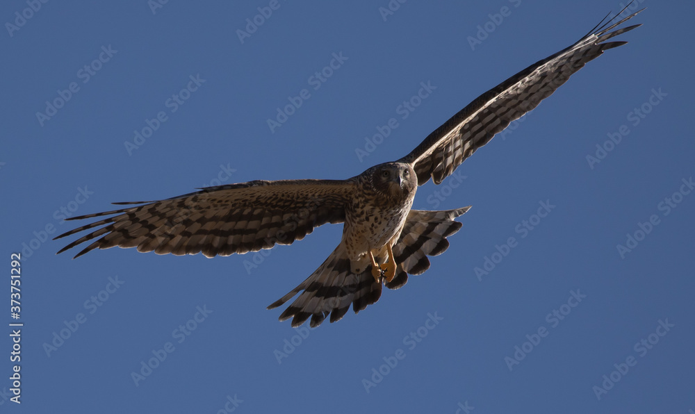 Fototapeta premium hawk flying, northern harrier in flight
