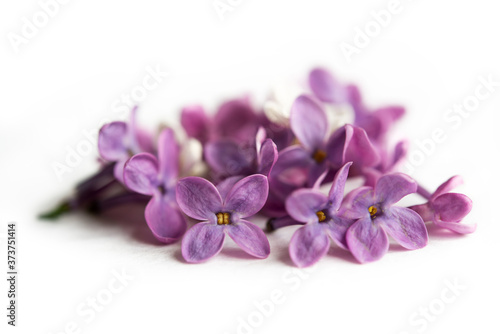 Fototapeta Naklejka Na Ścianę i Meble -  Blossom white and purple lilac with leaves isolated on the white background with copy space.
