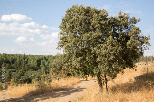 Tree and Footpath; Lozoya River; Buitrago; Madrid photo