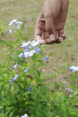 Plant Called Plumbago Auriculata. Beutiful tropical flower. © Nataly