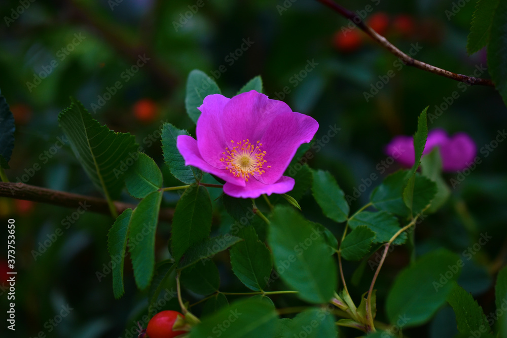 Red and delicate rosehip flowers with berries on a green Bush Red and delicate rosehip flowers with berries on a green Bush