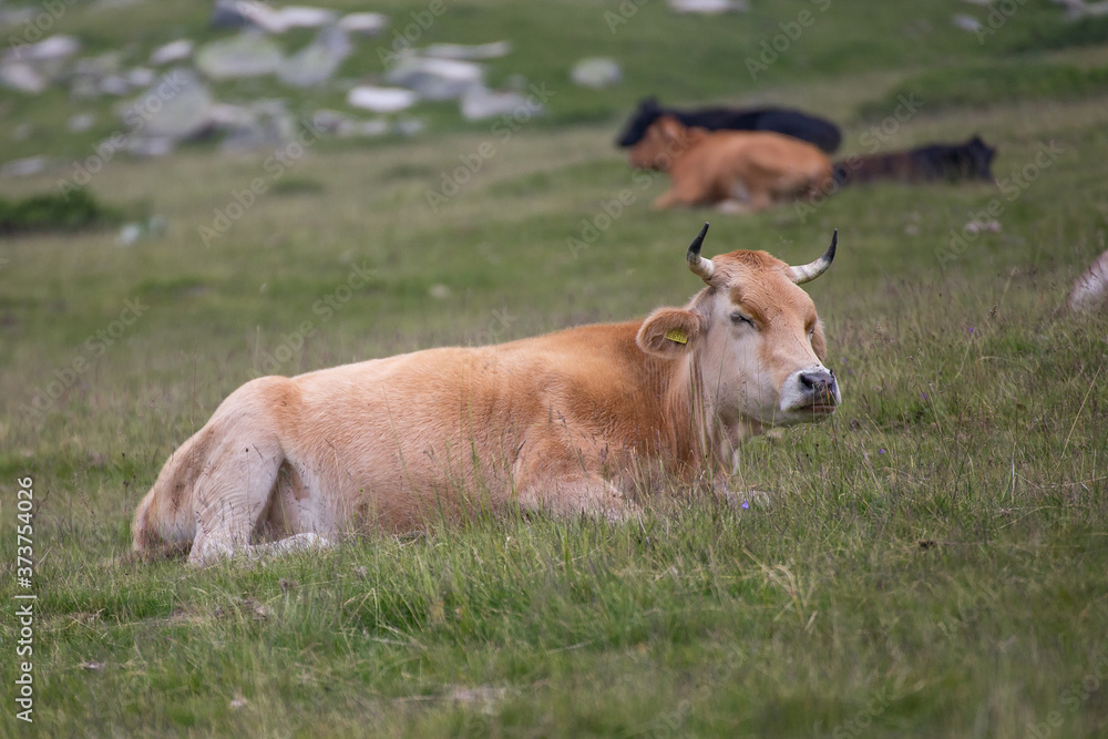 Cows eating grass on mountain pasturage in Pirin National Park, Bulgaria Cows eating grass on mountain pasturage in Pirin National Park, Bulgaria