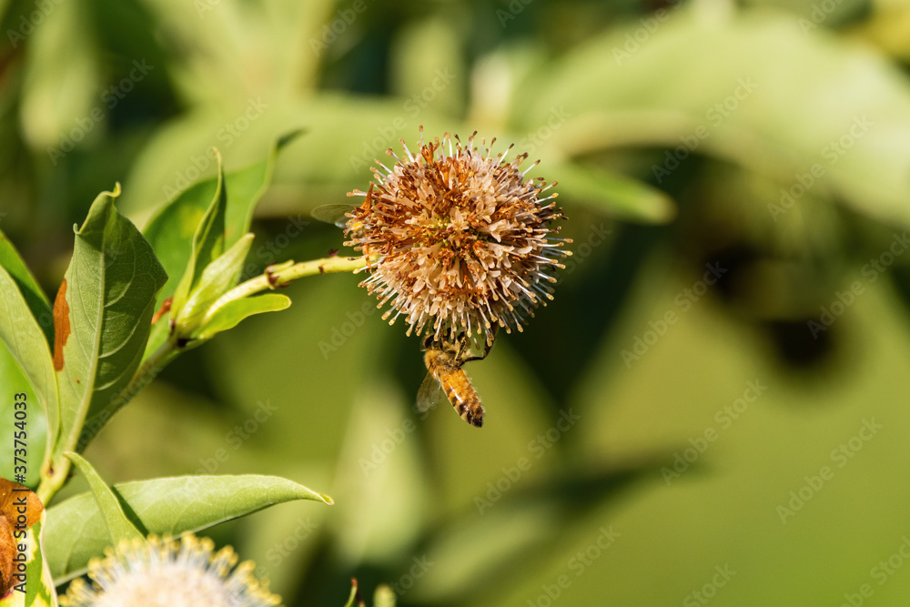Honeybee hanging from the bottom of a Buttonbush flower Honeybee hanging from the bottom of a Buttonbush flower