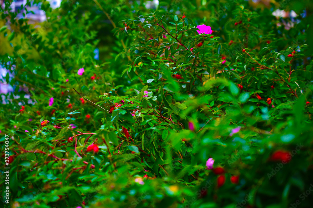 Beautiful green wild rose bushes with flowers and berries Beautiful green wild rose bushes with flowers and berries