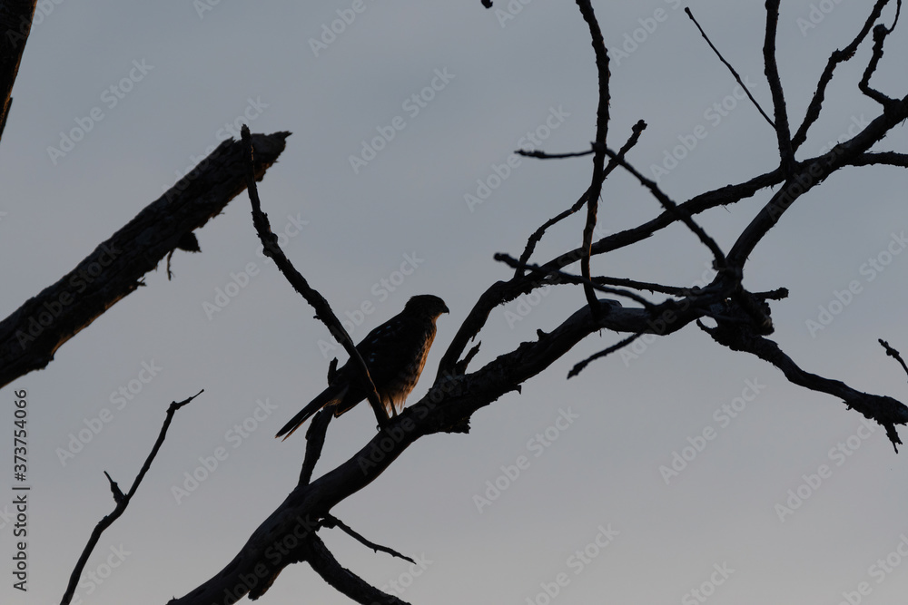 Red-tailed Hawk silhouette on bare branches in top of tree Red-tailed Hawk silhouette on bare branches in top of tree