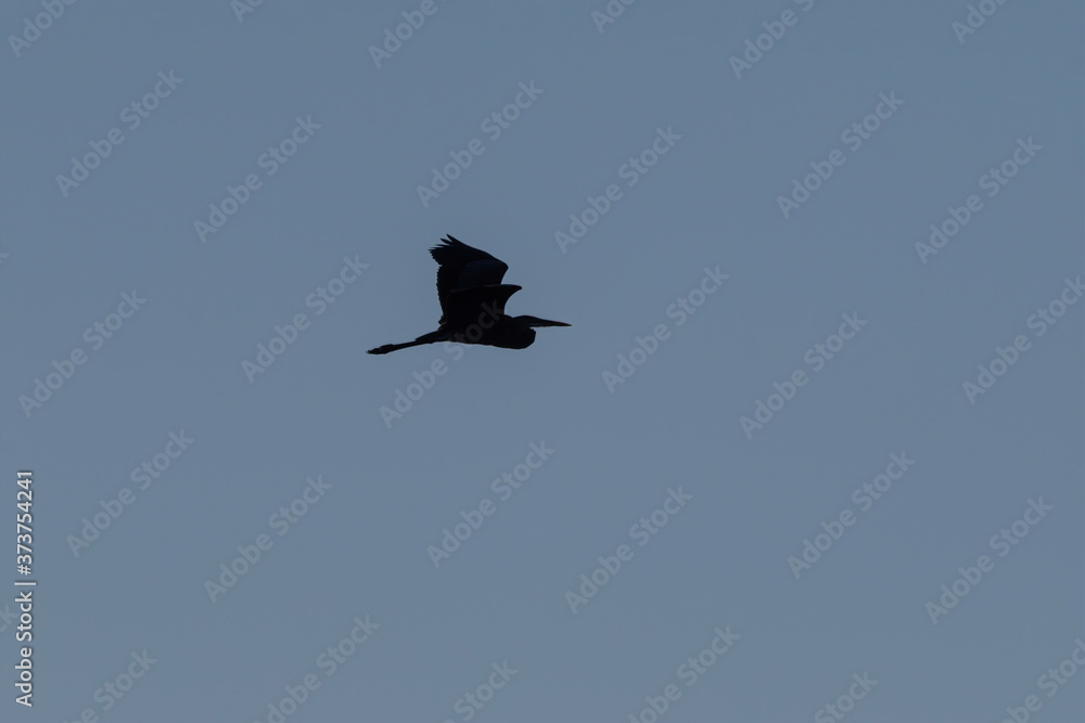 Great Blue Heron silhouetted in clear sky with wings raised Great Blue Heron silhouetted in clear sky with wings raised