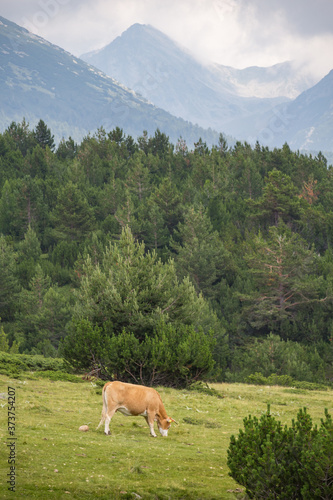 Cows eating grass on mountain pasturage in Pirin National Park, Bulgaria