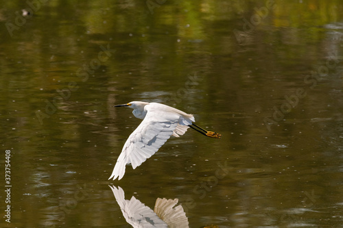 Snowy Egret with its wing almost touching its reflection in lake