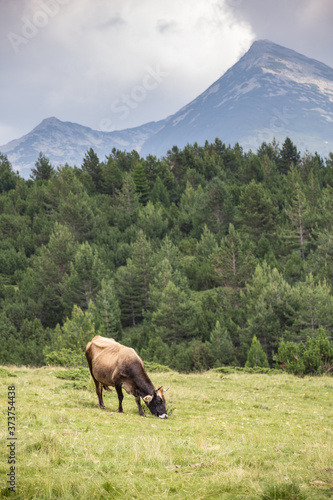 Cows eating grass on mountain pasturage in Pirin National Park, Bulgaria