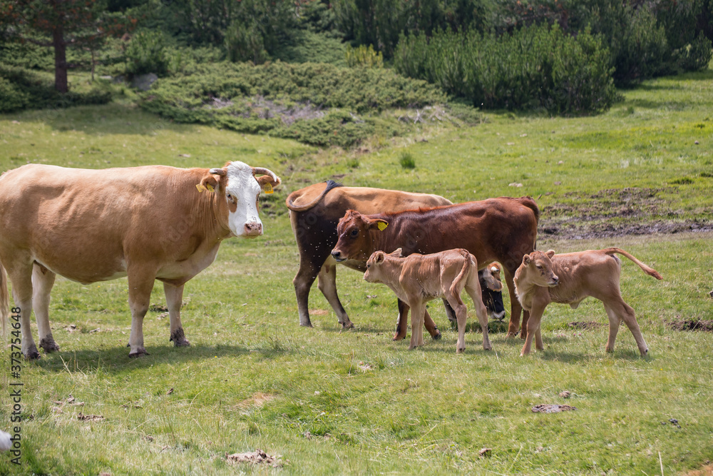 Cows eating grass on mountain pasturage in Pirin National Park, Bulgaria Cows eating grass on mountain pasturage in Pirin National Park, Bulgaria
