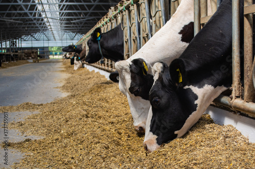 Fényképezés cows on a modern farm eat silage from the feed table