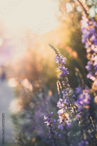 closeup sunset lavender with bokeh and sun lights