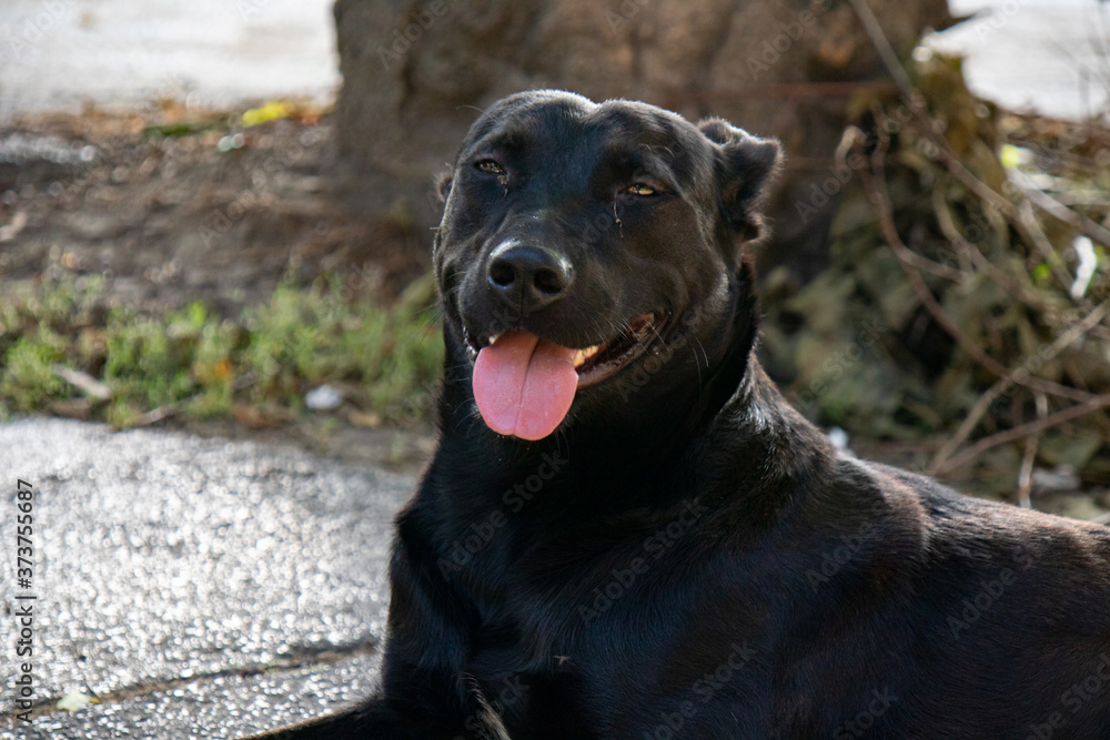 Friendly black dog looking at camera Friendly black dog looking at camera