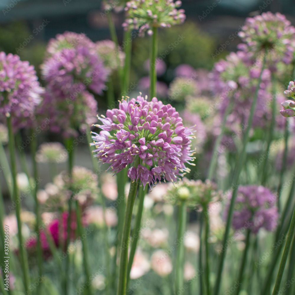 Fototapeta premium Allium