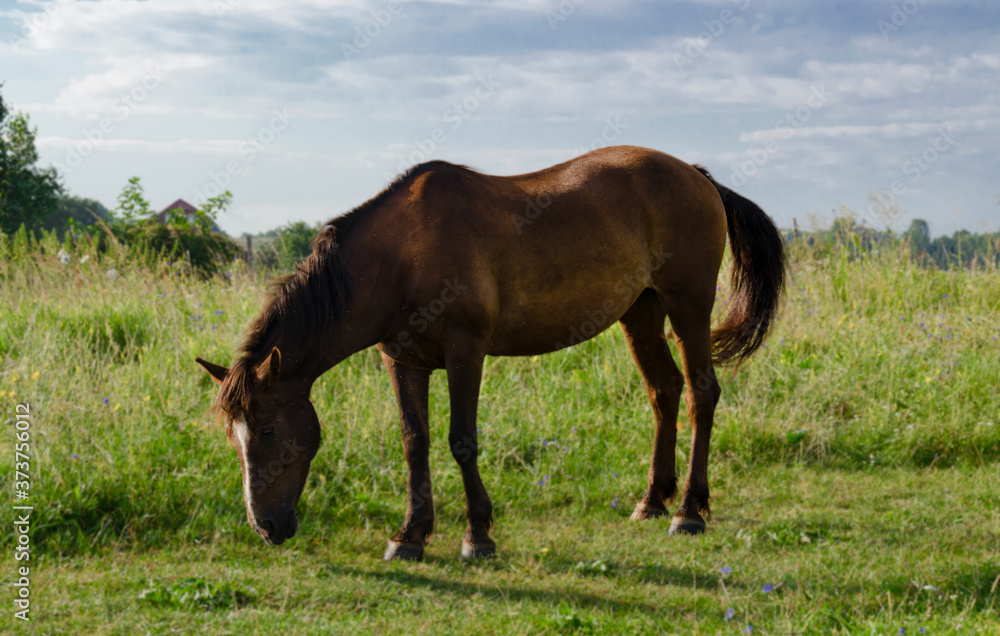 A close-up of a brown horse grazing in a meadow in summer.