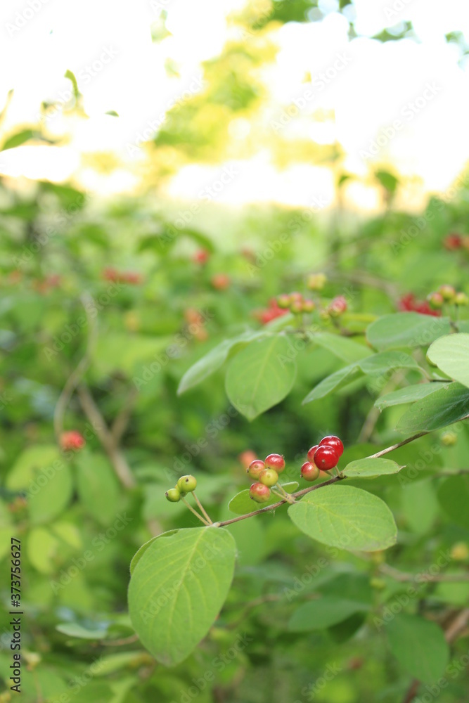 A branch with red berries.
