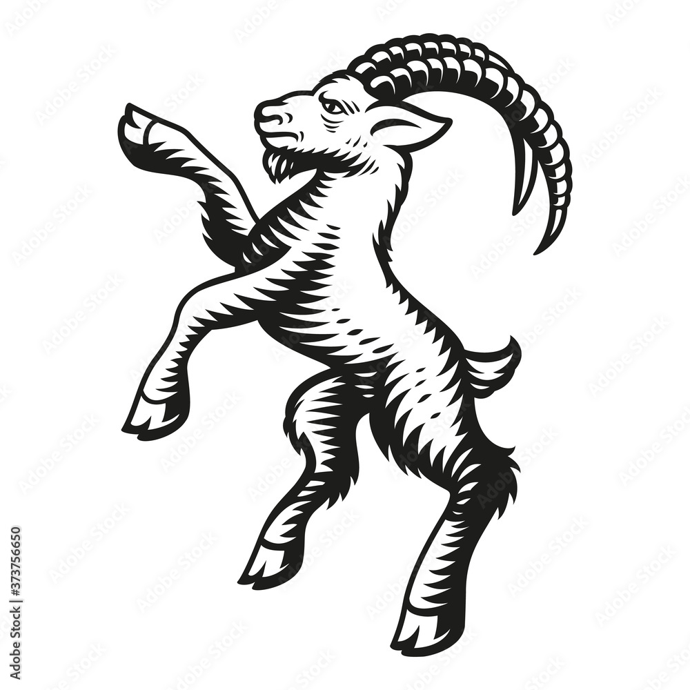 Vector illustration of a goat in engraving style, isolated on white background. Vector illustration of a goat in engraving style, isolated on white background.