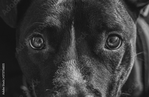 black and white dog portrait close up © juanignacio