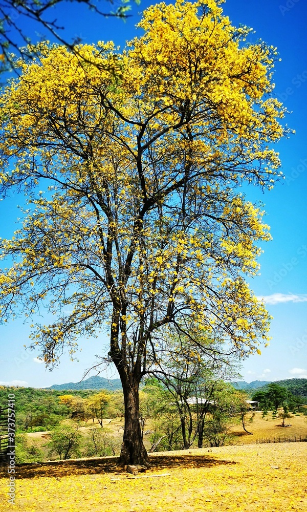 Obraz premium Florecimiento