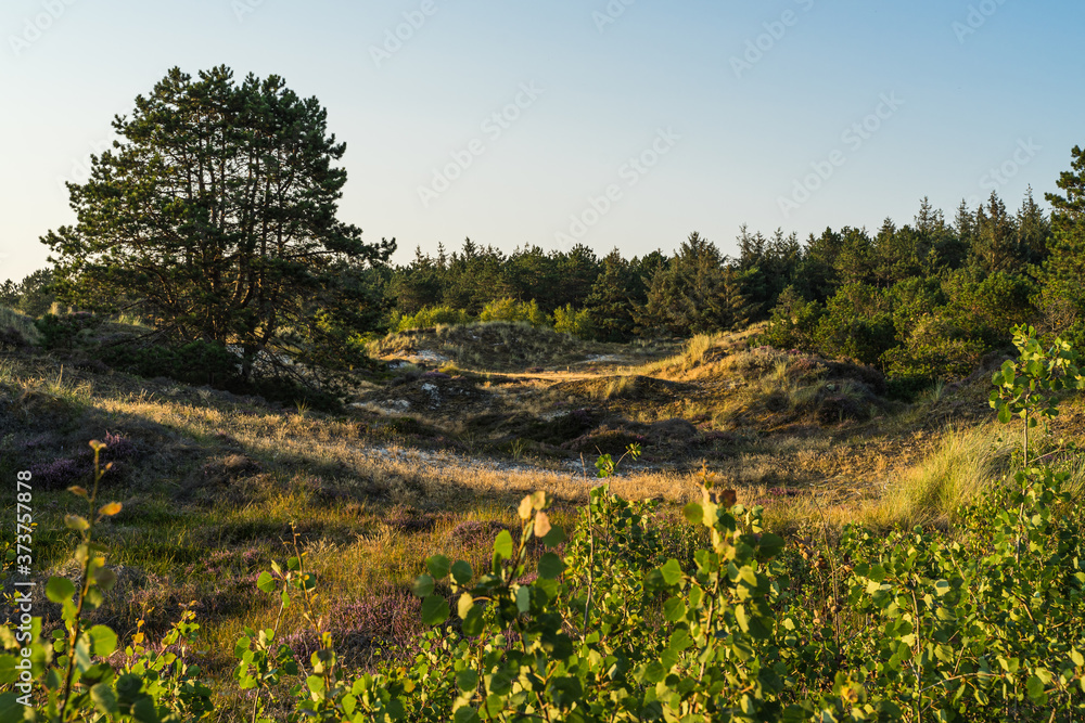 Light and shadow over the dunes forest on the North Sea coast.