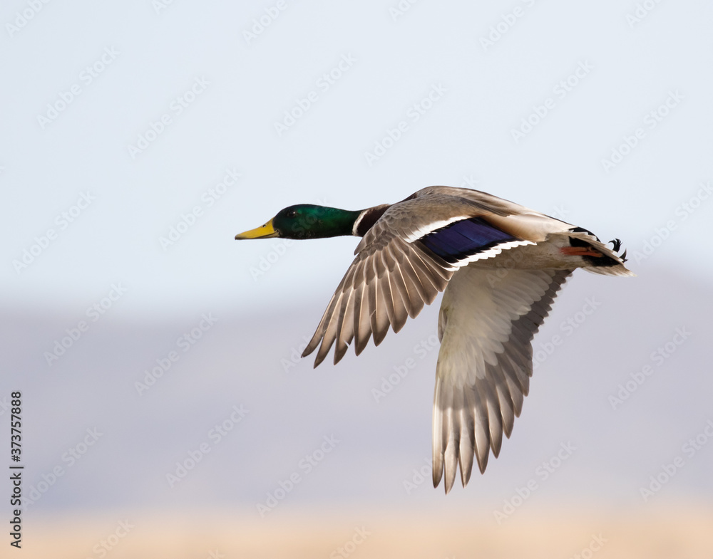 mallard duck flying