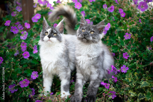 two different colored curious maine coon kittens standing in between flowering plants outdoors in garden photo