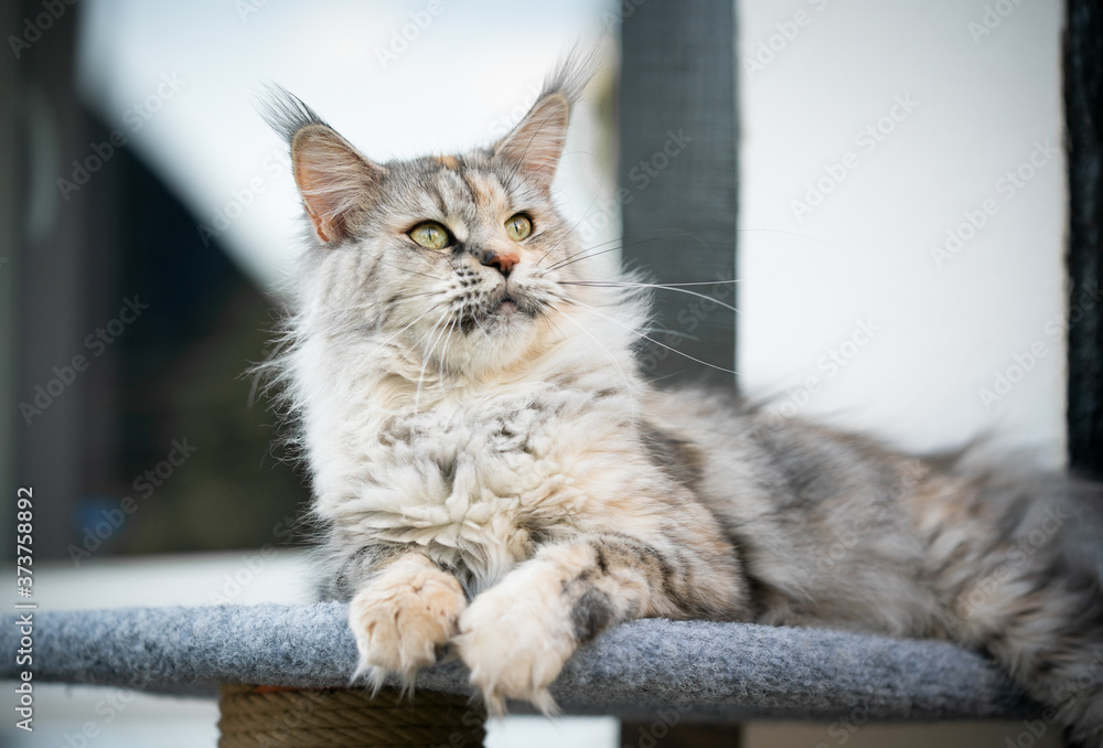 Naklejka premium curious maine coon cat resting on scratching post