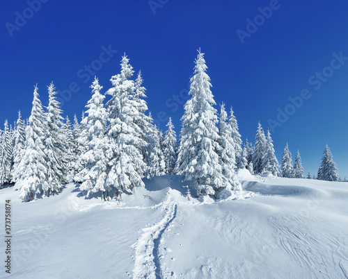Winter scenery. Natural landscape with beautiful sky. Amazing On the lawn covered with snow the nice trees are standing poured with snowflakes. Touristic resort Carpathian, Ukraine, Europe. © Vitalii_Mamchuk