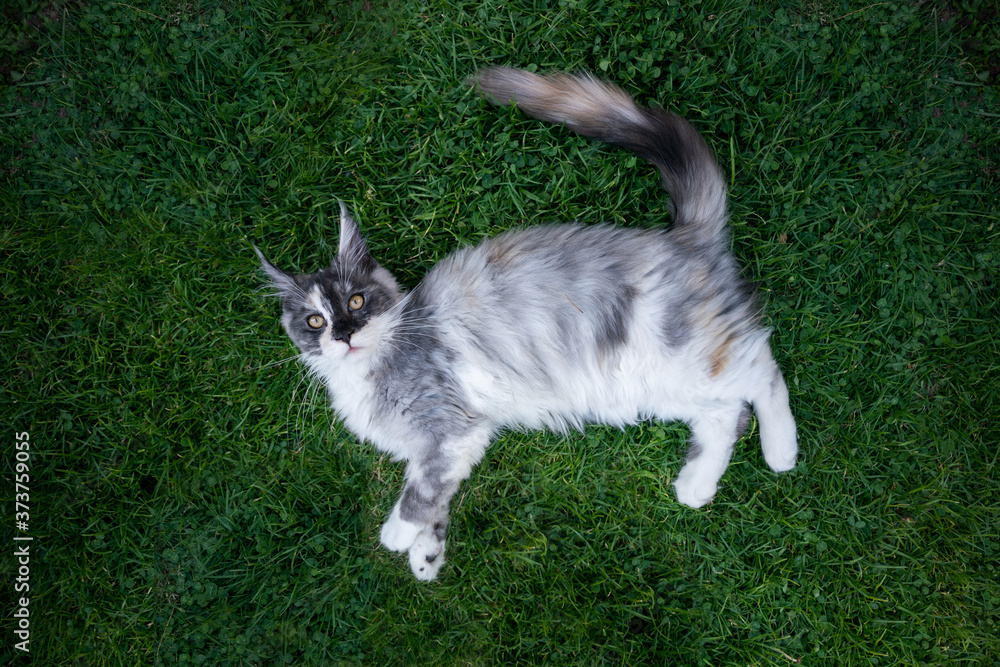 top view of an exhausted maine coon cat lying on green grass looking up at camera