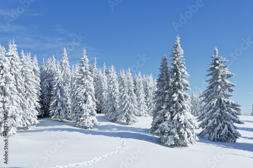 Landscape on the cold winter morning. Pine trees in the snowdrifts. Lawn and forests. Snowy background. Nature scenery. Location place the Carpathian, Ukraine, Europe. © Vitalii_Mamchuk