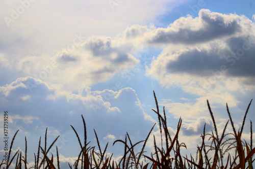 corn background and sky with clouds photo