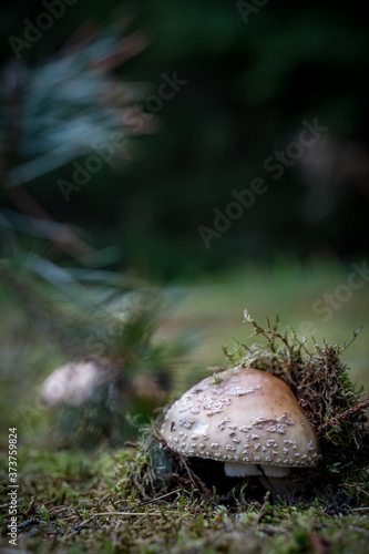 Wald und Pilze mit Moos photo