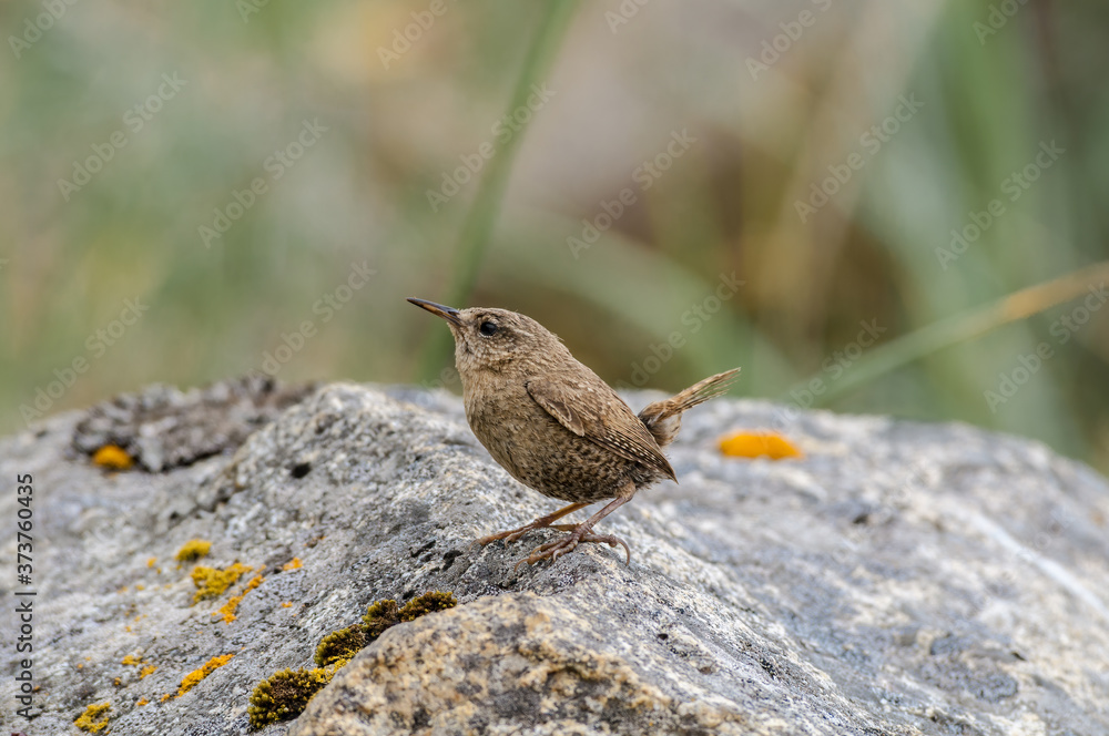 Fototapeta premium Pacific Wren (Troglodytes pacificus) at Chowiet Island, Semidi Islands, Alaska, USA