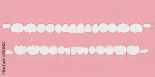 Healthy white human teeth in the gum in a row. Teeth without roots. Infographic elements for dentists and orthodontists. Banner in a flat style on a pink background. Vector illustration.
