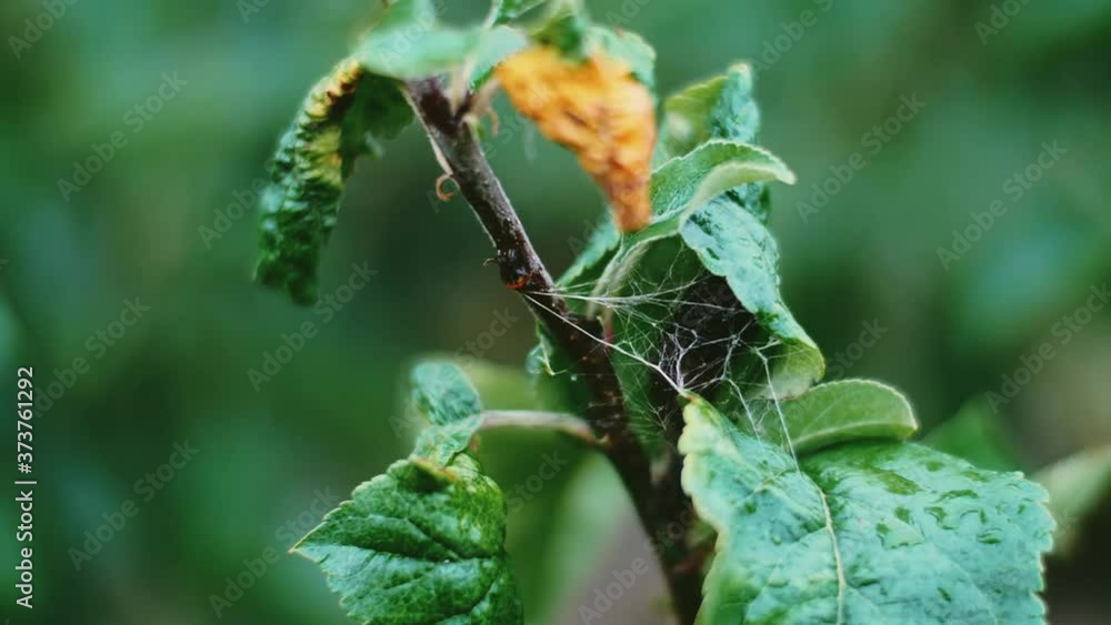 Spider web on forest tree 