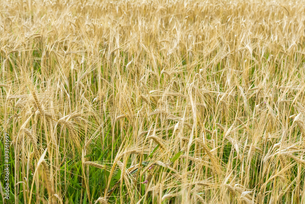 ripening barley, close-up abstract background ripening barley, close-up abstract background
