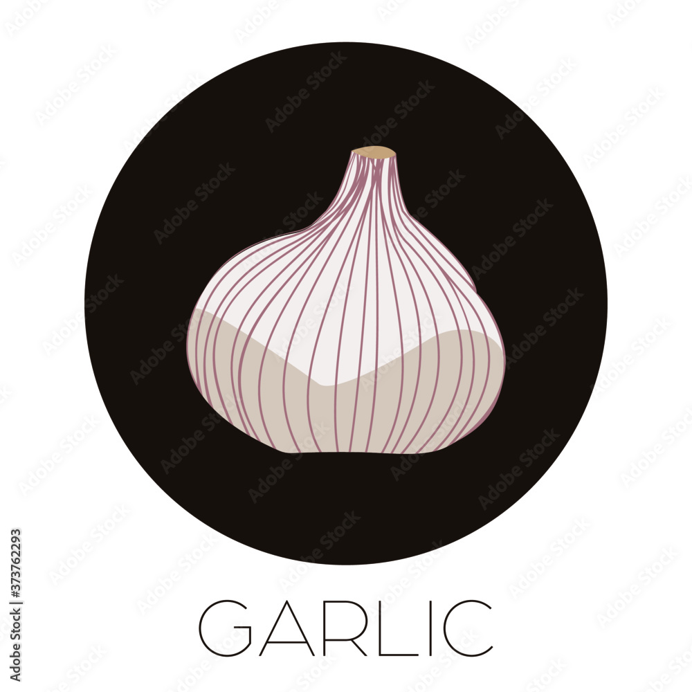 garlic vector illustration